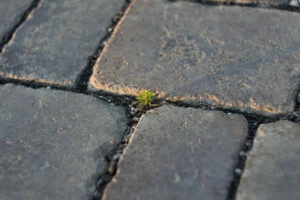 usaha paving block